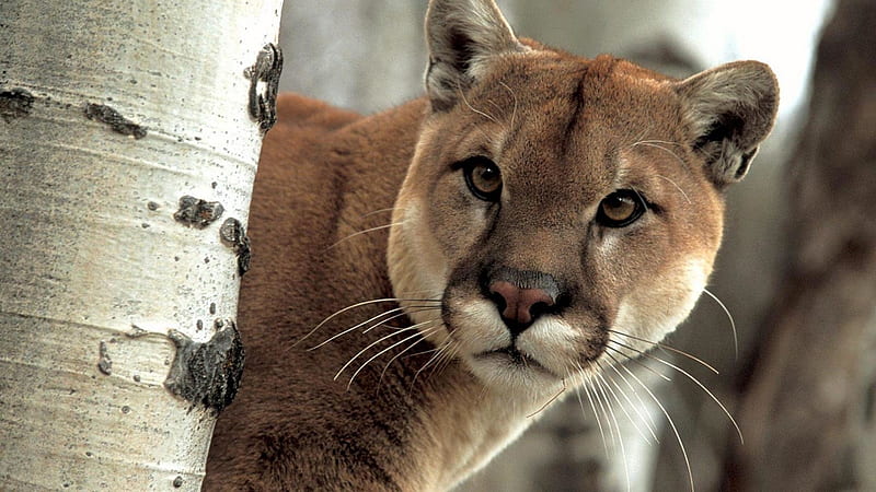 Beautiful Cougar, Animal, Wildlife, bonito, Cougar, HD wallpaper