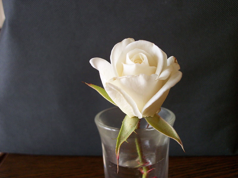 Shot Glass Rose, white rose, cut flower, shot glass, rose, HD wallpaper