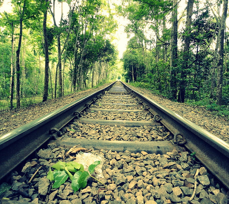 Railway, nature green, HD wallpaper | Peakpx