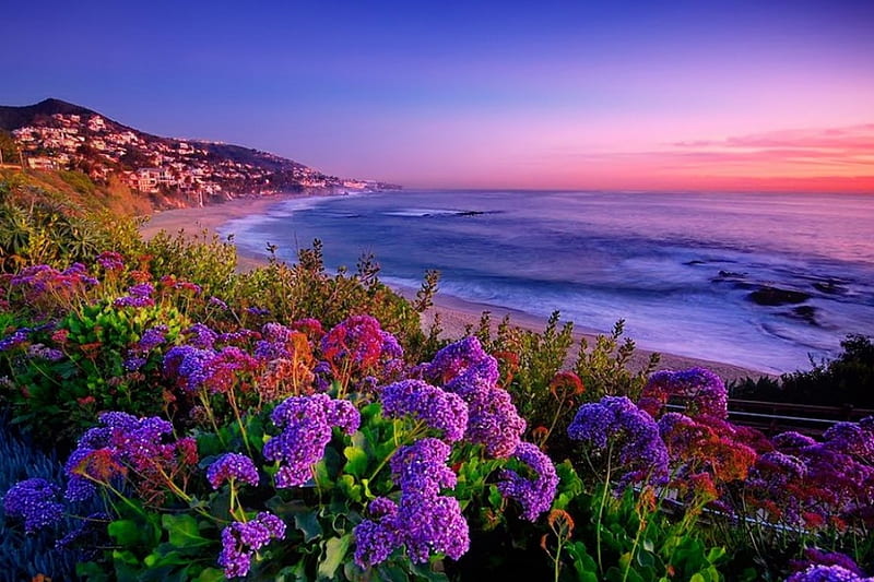 Coastal flowers, shore, bonito, sunset, waves, sky, sea, beach, purple ...