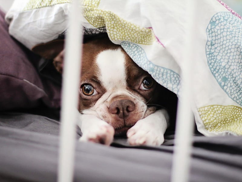 Boston terrier, cute, pet, bostonterrier, animals, puppy, dog, HD wallpaper