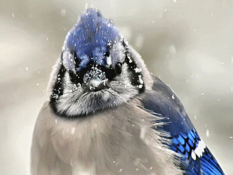 Winter Blue Jay 1, vespaziani, animal, graphy, bird, kathy vespaziani, avian, wildlife, blue jay, HD wallpaper