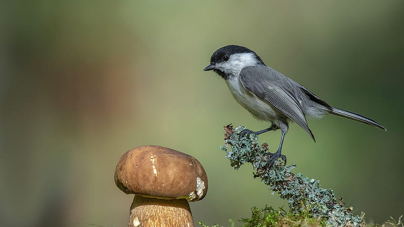 Ash White Black Titmouse Is Standing On Plant Stem In Blur Green Background Animals, HD wallpaper