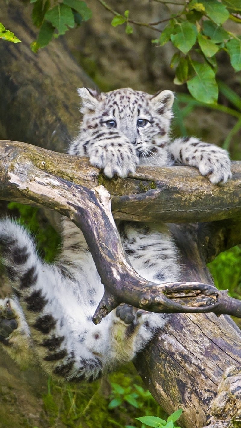 snow leopard cub, animals, cute, leopard, leopards, snow, tiger, tigers, white, wild, HD phone wallpaper