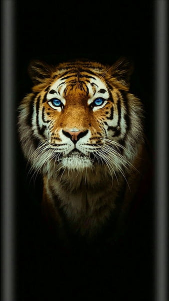Tigre negro, negro, tigre, Fondo de pantalla de teléfono HD | Peakpx