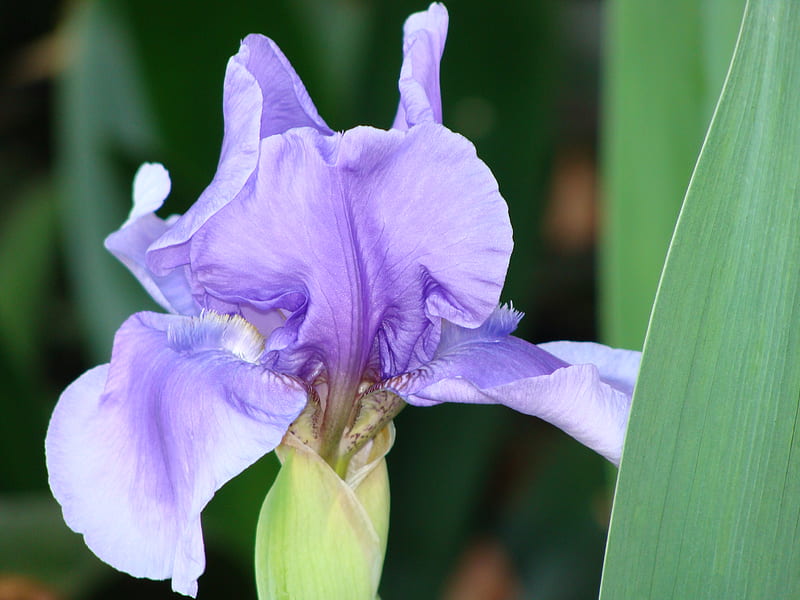 Blue Iris, detail of beard, delicate bloom, single flower, iris, HD wallpaper