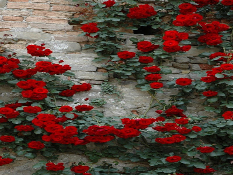 Lovers Climb, lovers, brick, flowers, nature, climb, roses, wall, floral, HD wallpaper