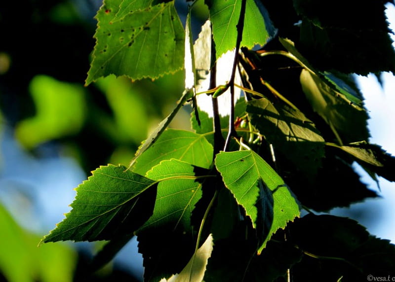 birch, summer, forest, leaf, HD wallpaper