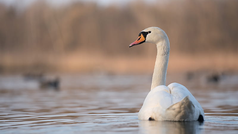 White Swan Is Swimming On Water Birds, HD wallpaper
