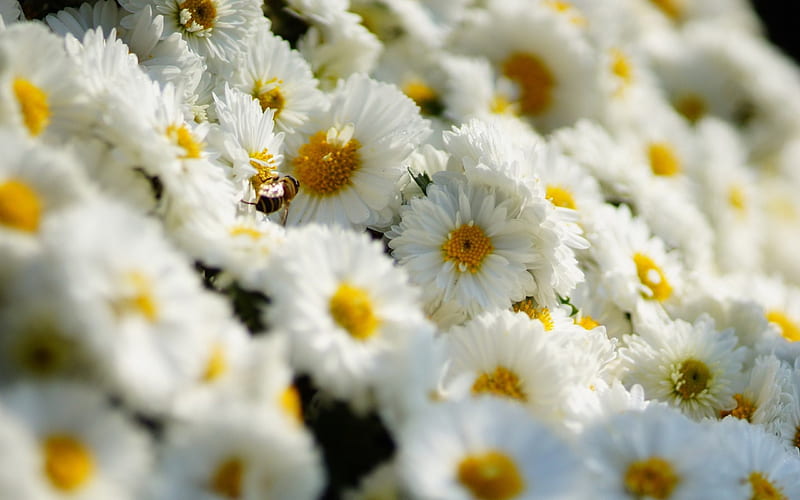 500+ Chrysanthemum Pictures | Download Free Images on Unsplash
