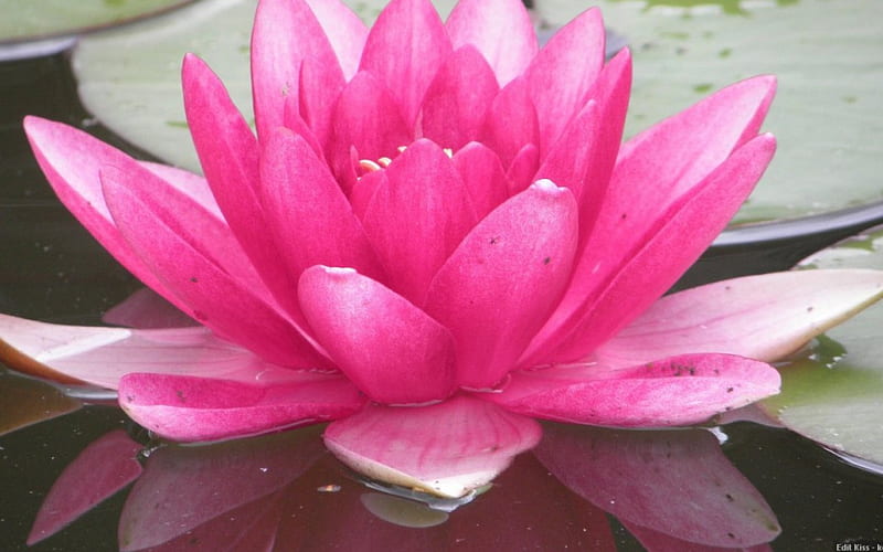 JUST SO PINK, lily pads, water plant, flowers, waterlilies, lilies, pinks, ponds, HD wallpaper