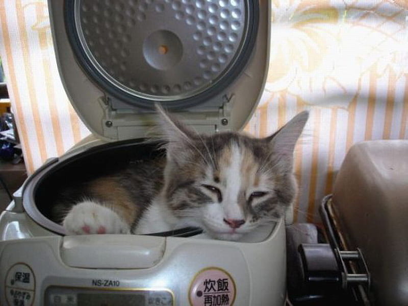 KITTY CAT BREAD bread maker, cosy, kitty, asleep, HD wallpaper