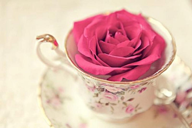 teacup rose, red rose, still life, flowers, teacup, HD wallpaper