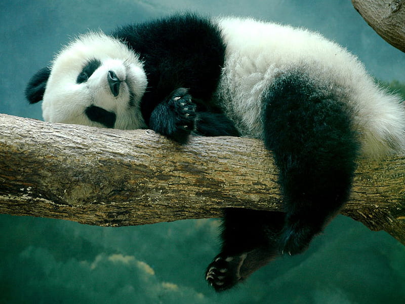 Panda is relaxing on the tree, panda, tree, relax, bear, chine, sweet, HD wallpaper