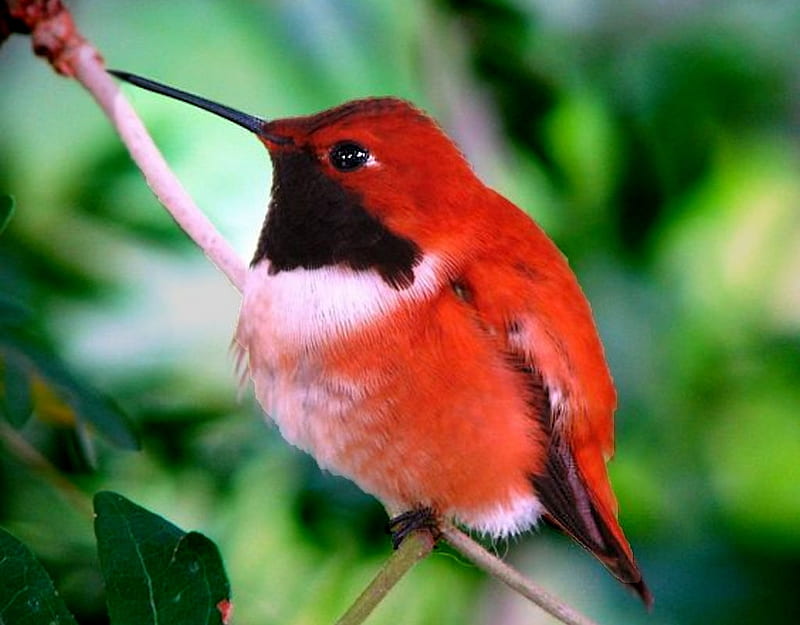 Red Humming Bird, Flickr, humming bird, album, all things red, HD wallpaper