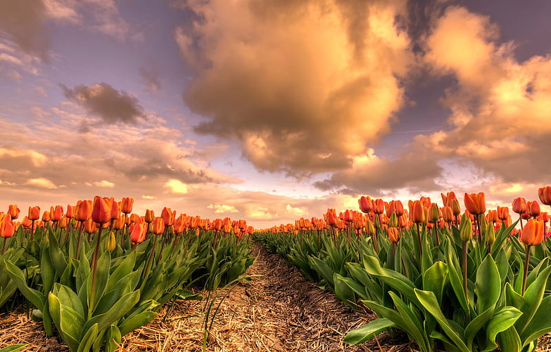 field, the sky, leaves, clouds, flowers, beauty, spring, the evening, tulips, straw, the beds, Netherlands, orange, buds, a lot, flower field for , section пейзажи, Spring Flower Fields, HD wallpaper