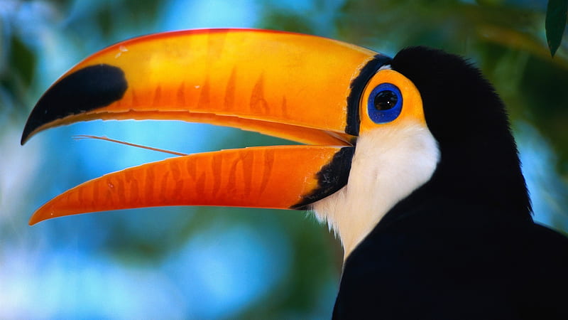 toucan, portrait, bird, animal, HD wallpaper