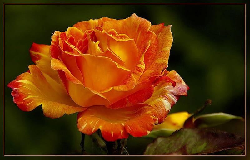 Pretty rose from Jeri to all in DN!!!!!, flower, nature, rose, orange, HD wallpaper
