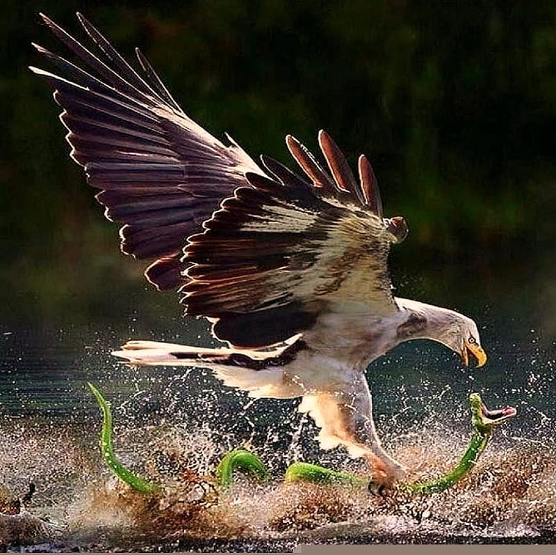 'Eagle versus snake'....., eagles, battle, wild, birds, nature, reptiles, snakes, HD wallpaper