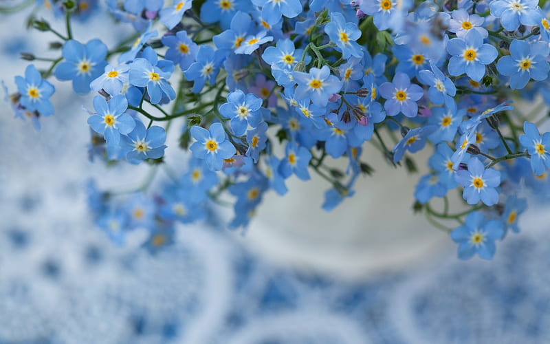 Forget-me-not, flower, spring, forget me not, blue, HD wallpaper