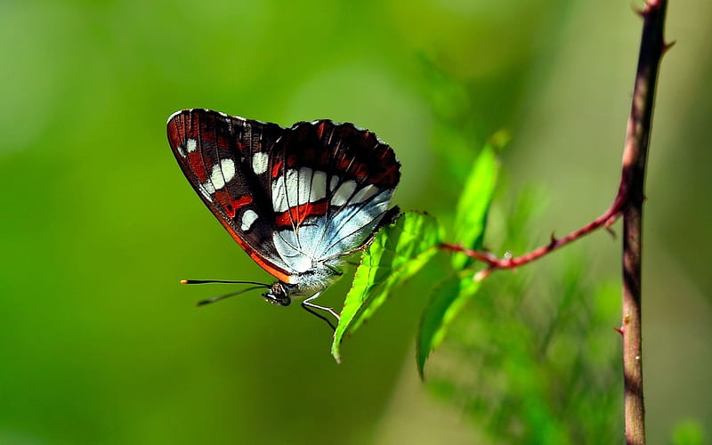 butterfly-animal graphy, HD wallpaper