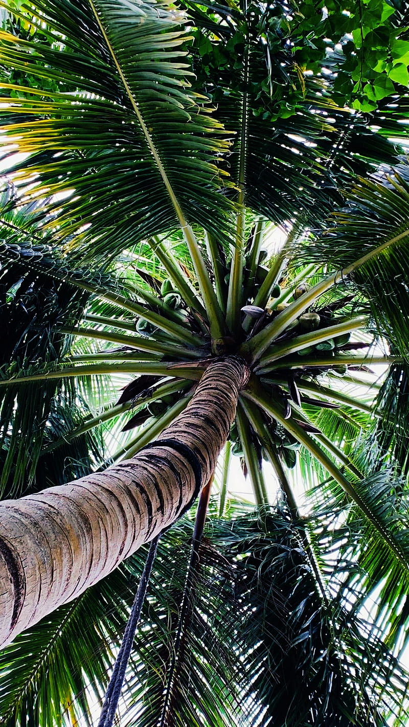 Coconut tree, beaches, coconut, palm, tree, trees, tropical, HD phone ...