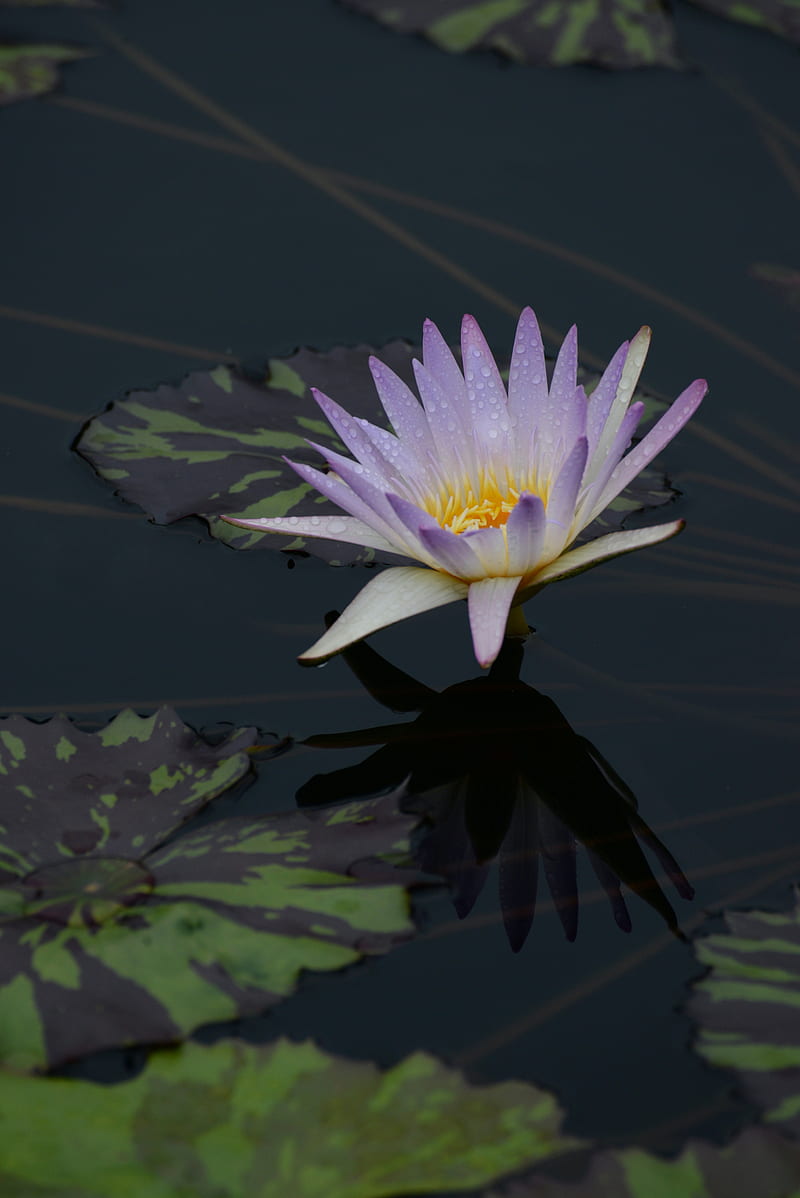 water lily, flower, bloom, pond, HD phone wallpaper