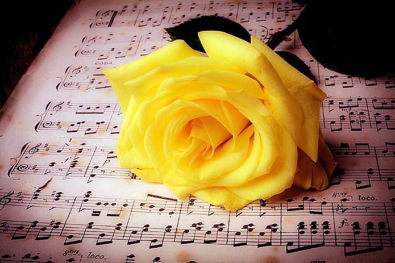 Rose on Sheet Music, lovely still life, graphy, rose, flowers, yellow, love four seasons, nature, HD wallpaper