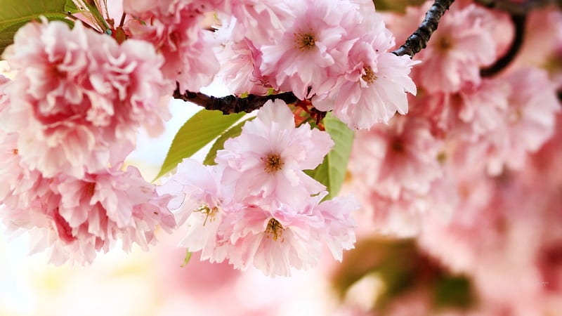 Flowering Plum Trees Blooms, sakura, flowering plum, blossoms, spring, pink, HD wallpaper