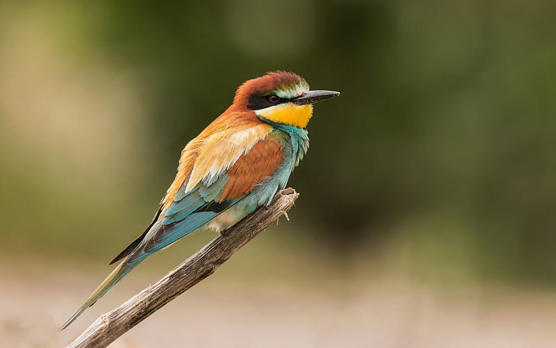 European bee-eater, wildlife, bokeh, small bird, Merops apiaster, HD wallpaper