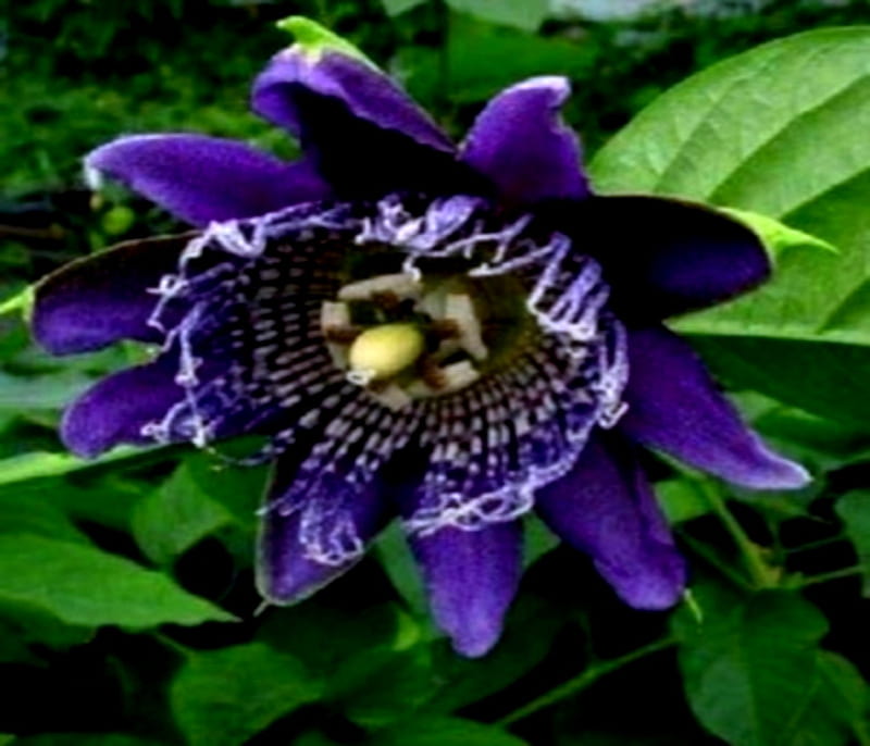 Rare Dark Purple Passion Flower, Purple, Passion, Rare, dark, Flowers, HD wallpaper