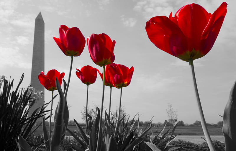 Red Tulips in Washington, DC, Tulips, Washington Monument, Abstract, Flowers, Nature, HD wallpaper