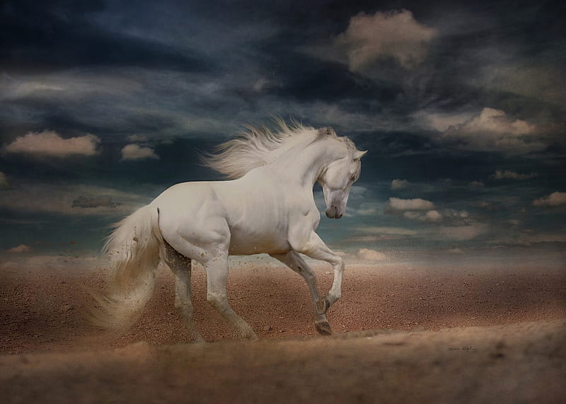 White Horse Running Gallop Desert, HD wallpaper