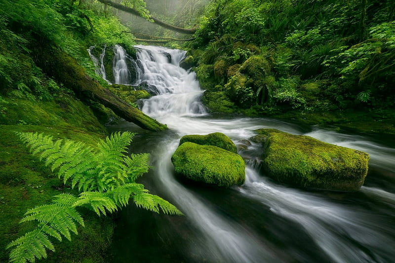 Beautiful Cascades, cascades, fern, green, rock, mossy, bonito, HD wallpaper