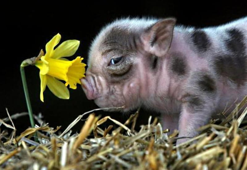 a piglet and a daffodil, spotted, yellow, narcissus, skin, HD wallpaper