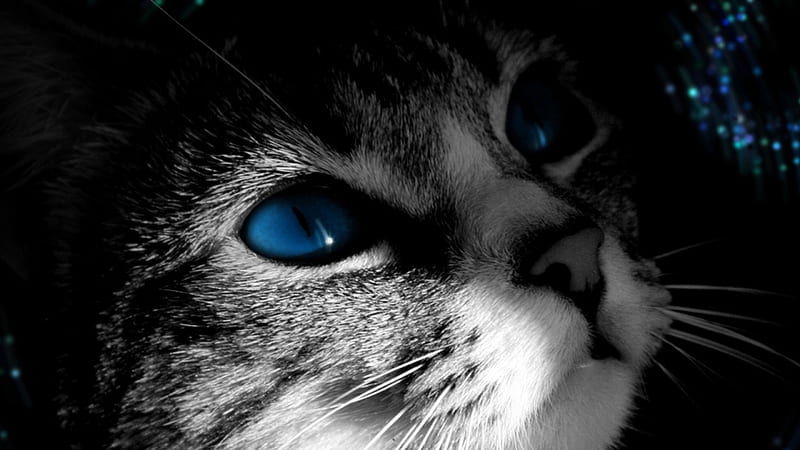 Fantastic Blue Eyes, glitter, fantastic, black and white, cat, eyes, blue, HD wallpaper
