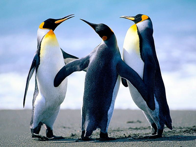 Penguins, bird, pasare, trio, emperor, penguin, black, white, HD wallpaper