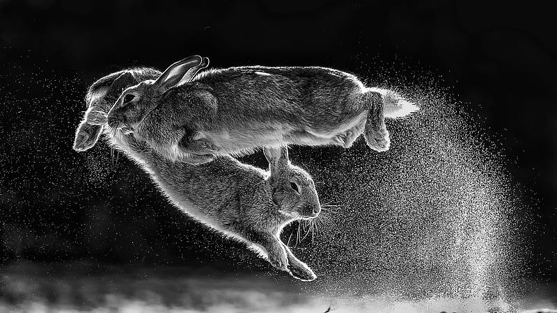 Jumping Rabbits, HD wallpaper