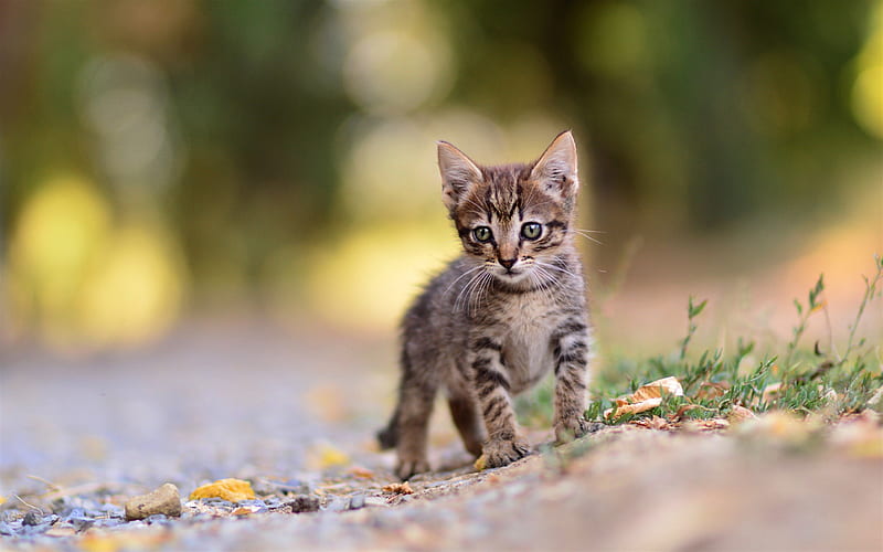 little gray kitten, american shorthair cat, pets, cute little animals, kittens, cats, HD wallpaper