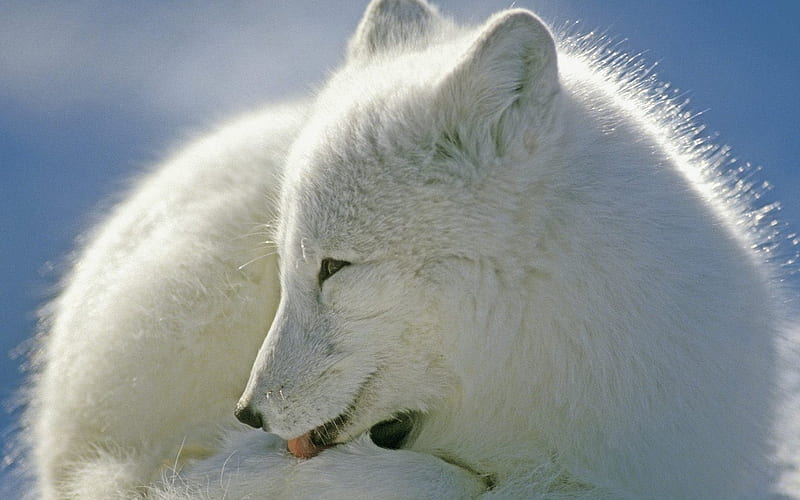 Arctic Fox Canada, HD wallpaper