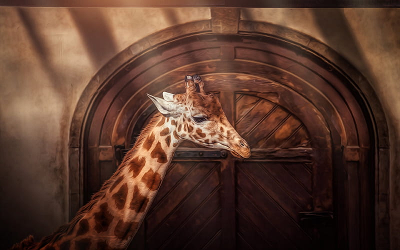 giraffe, animals, door, HD wallpaper