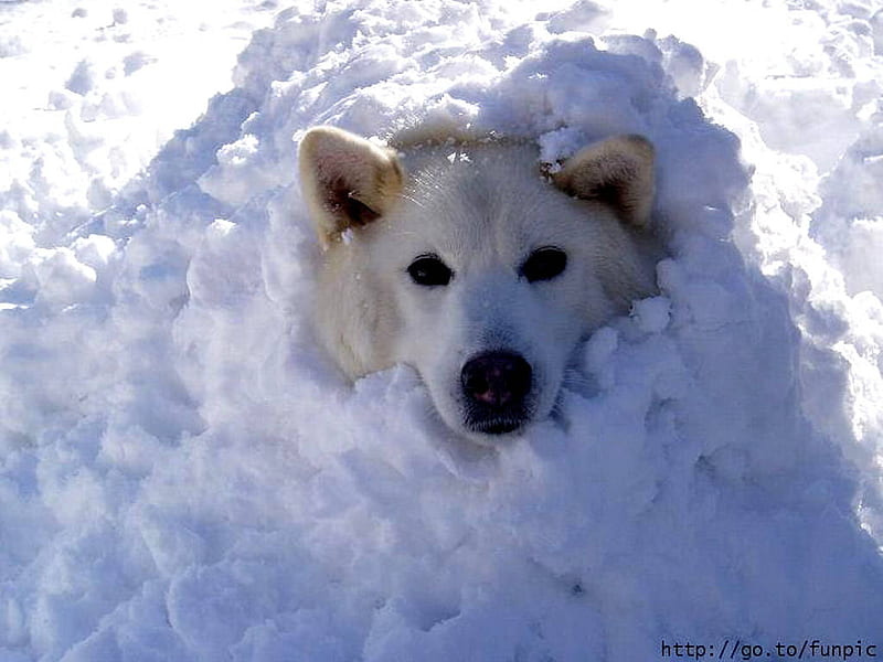 Snow Fun, nose, snow, dog head, fun, white, cold, HD wallpaper