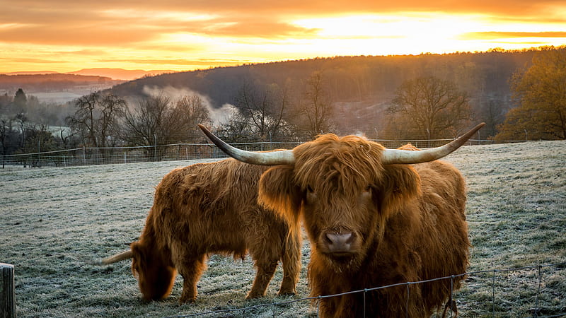Scottish Cow With Background Of Sunset Animals, HD wallpaper