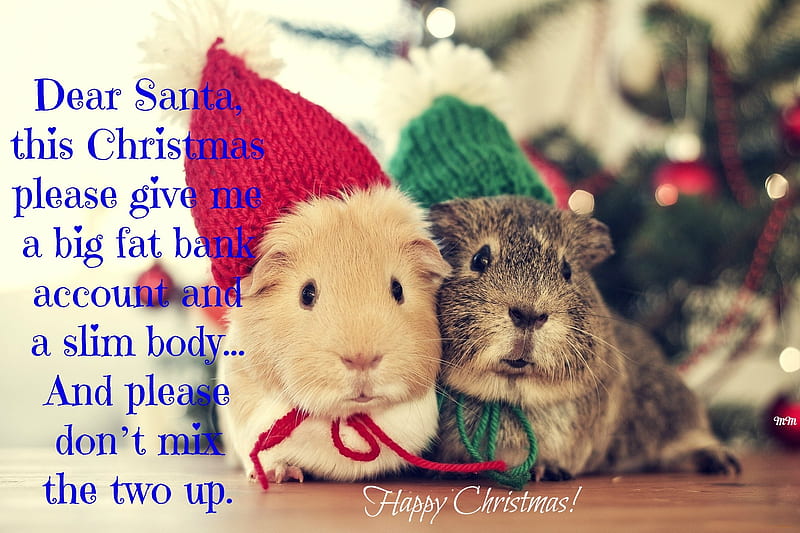 Christmas, Greetings, Holidays, Funny, Santa, guinea pigs, Wishes, Happiness, Xmas, HD wallpaper