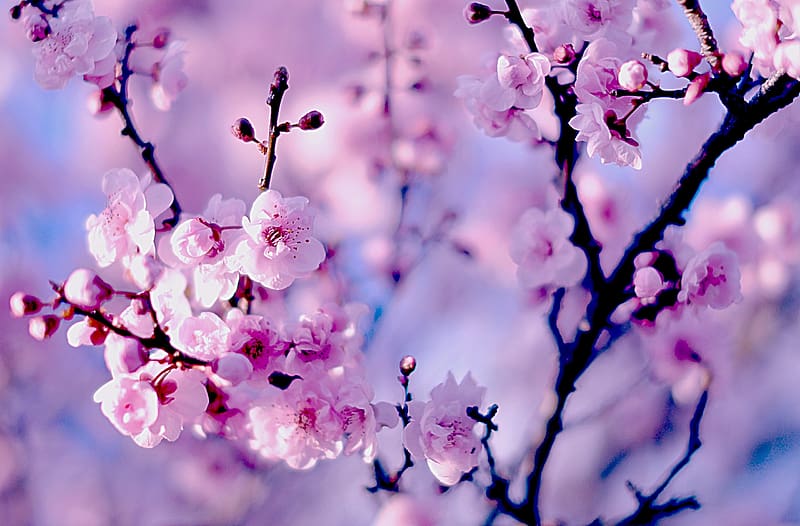 Nature, Flowers, Flower, Macro, Close Up, , Cherry Blossom, Blossom, HD