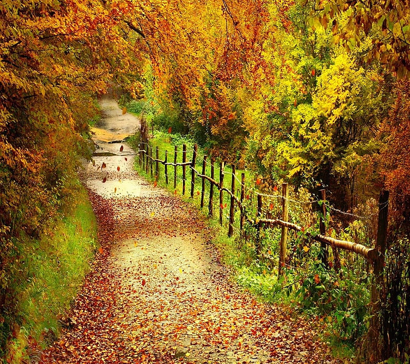 Autumn Road, landscape, leaves, nature, nice, orange, season, trees, HD ...