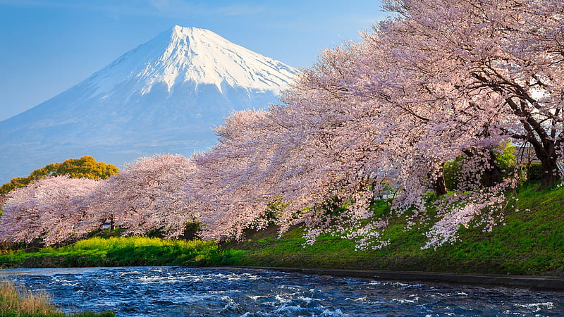 Sakura River japan, japan, river, world, HD wallpaper