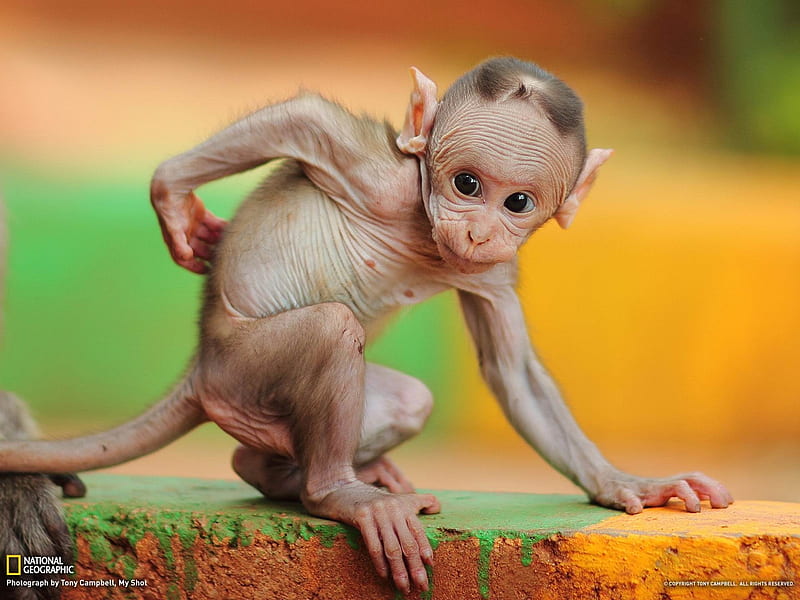 Baby Macaque India-National Geographic, HD wallpaper