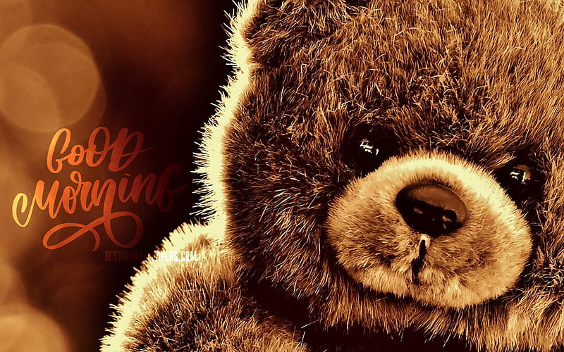 Good Morning, cute animals, brown blurred background, artwork, brown teddy  bear, HD wallpaper | Peakpx
