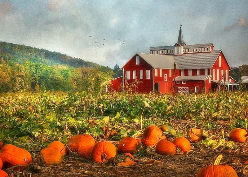 Pumpkin Farm, rural, fall, autumn, colors, love four seasons, farms, autumn beauty, attractions in dreams, graphy, pumpkin patch, barns, pumpkins, HD wallpaper